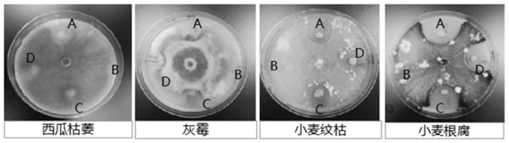 一种用于草莓绿色栽培的暹罗芽孢杆菌KY758的制剂及其应用的制作方法