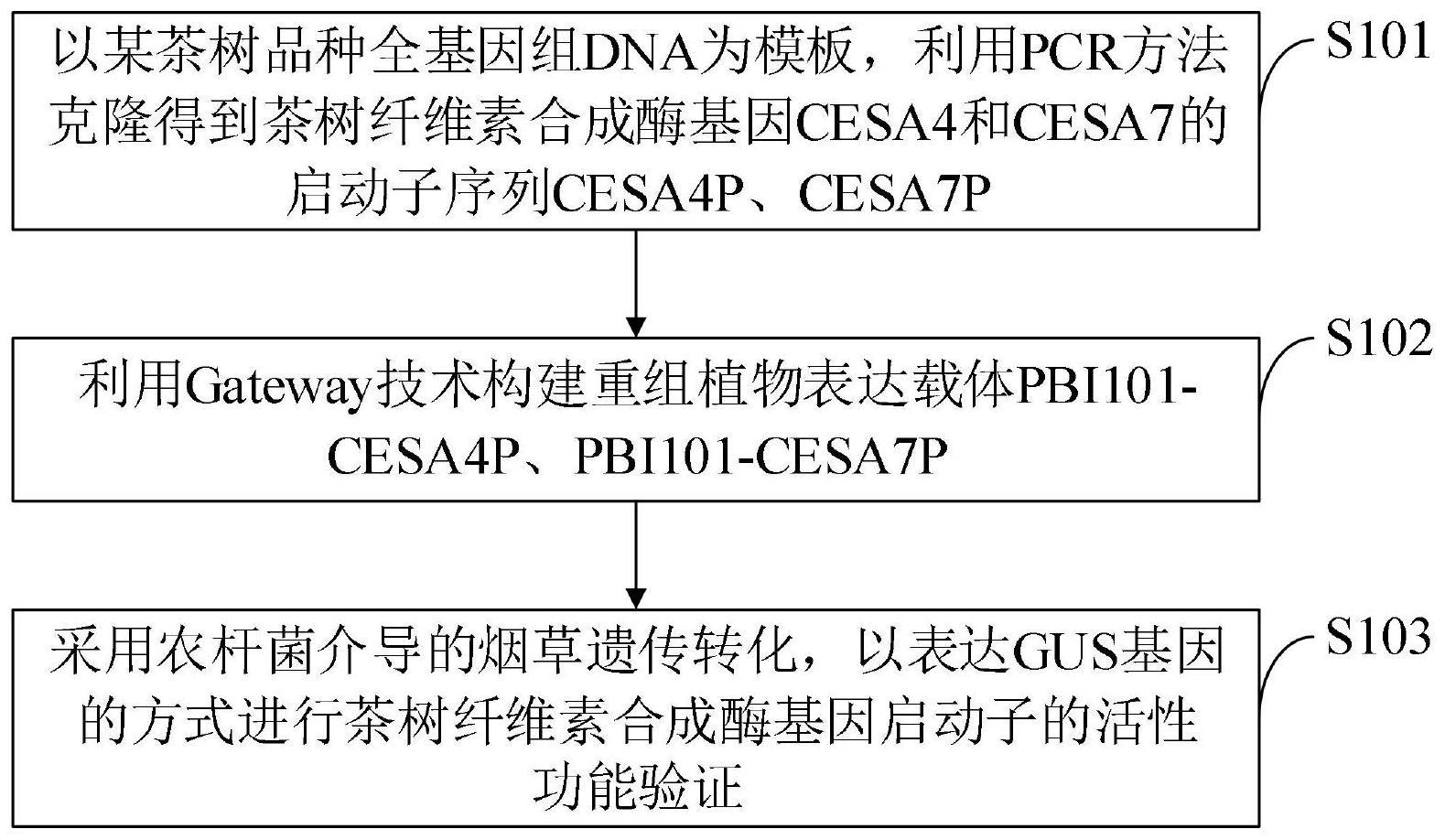 一种茶树纤维素合成酶基因启动子、克隆方法及其应用