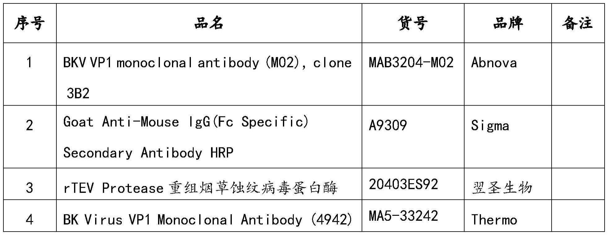 一种无标签野生型BKVVP1蛋白质的制备方法与流程