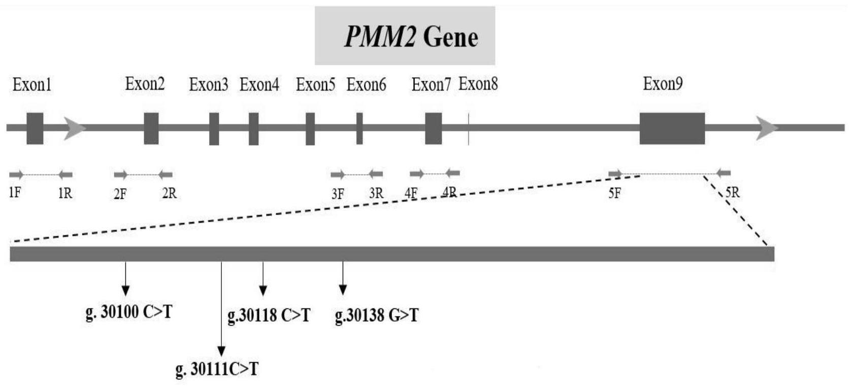 一种检测牦牛PMM2基因印迹表达的引物及方法与应用