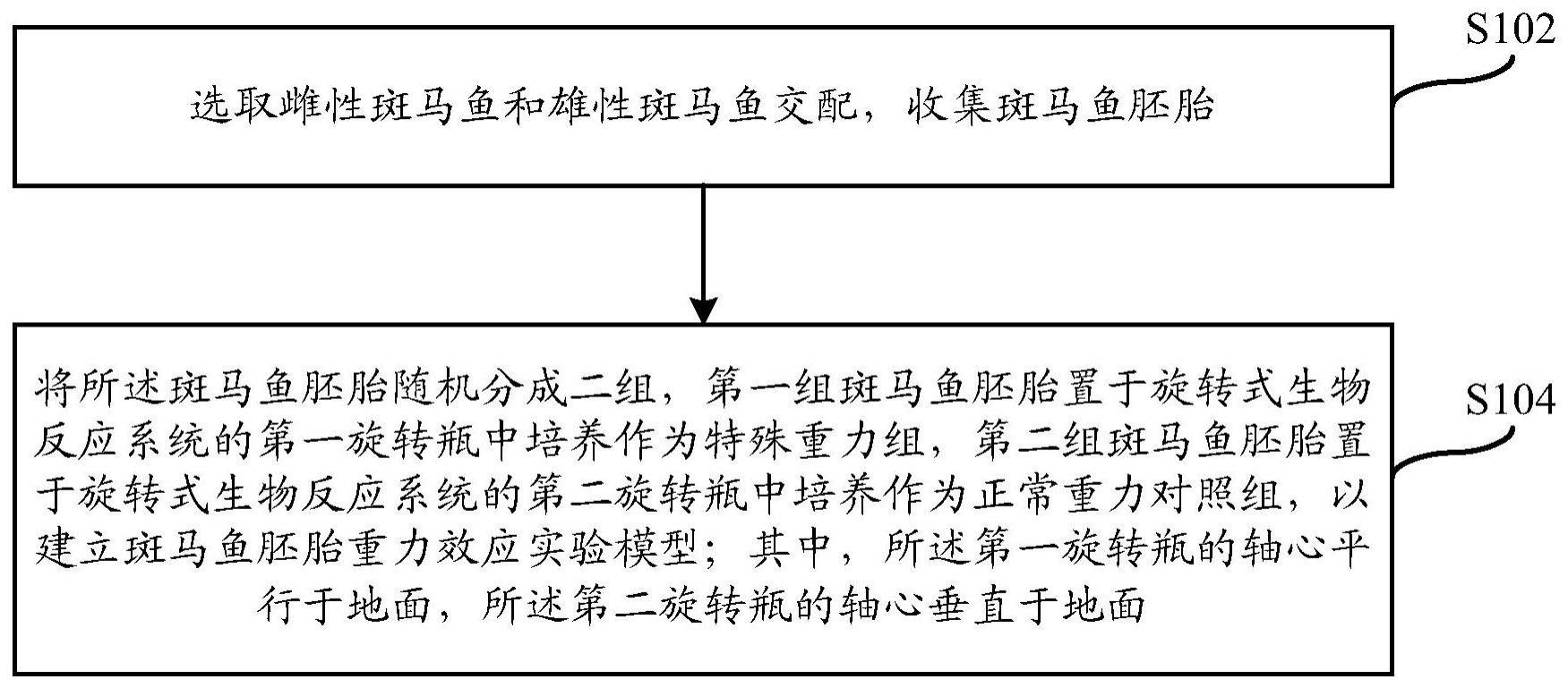 斑马鱼胚胎重力效应模型构建方法和应用