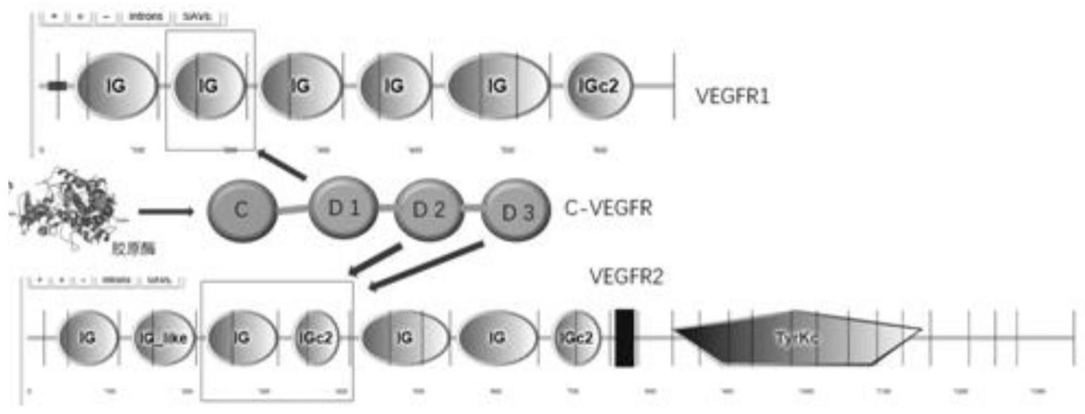 一种与胶原具有特异结合能力VEGF活性抑制蛋白及其制备方法与应用