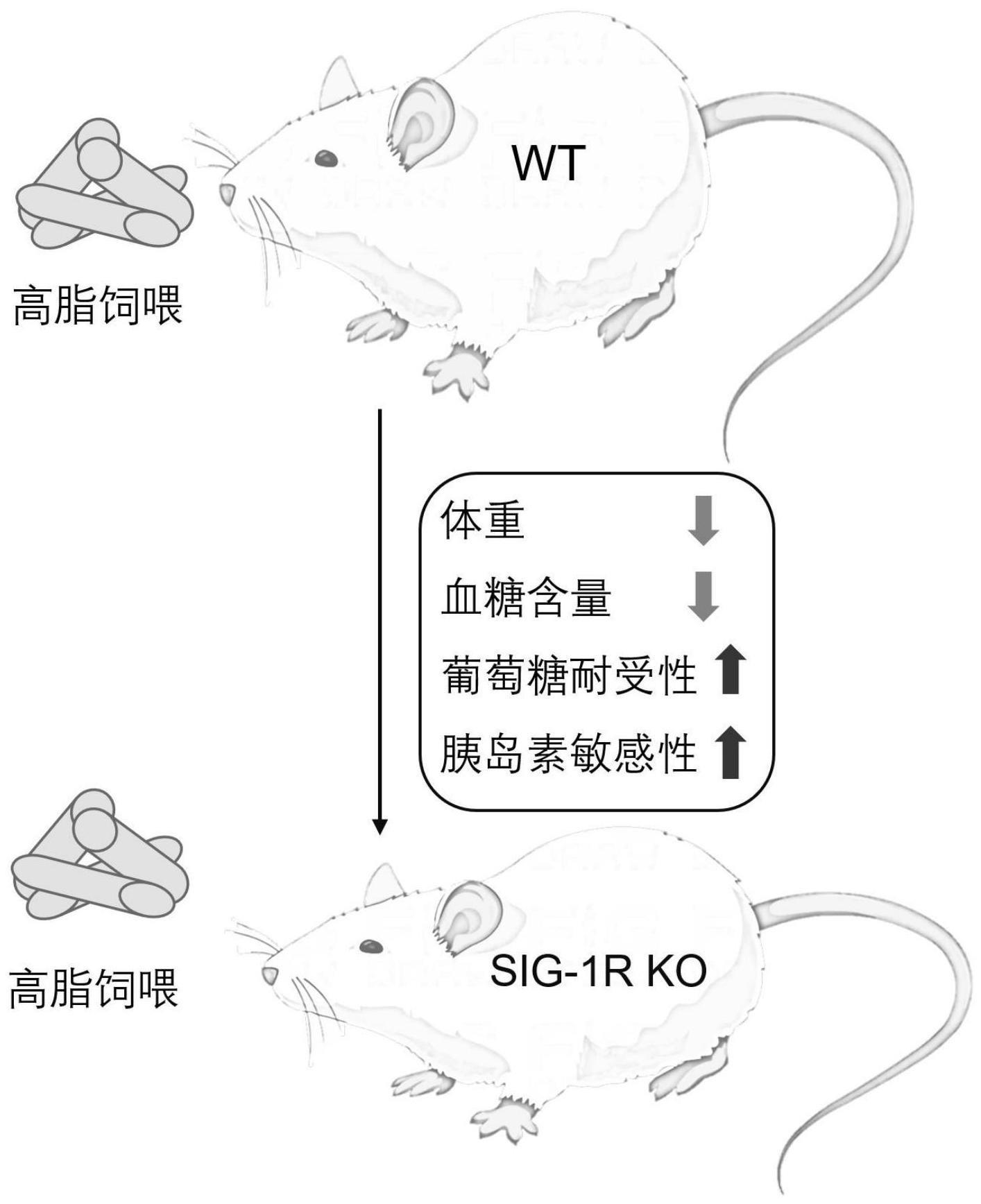 Sigmar1基因抑制剂在制备治疗或预防2型糖尿病的药物中的应用的制作方法