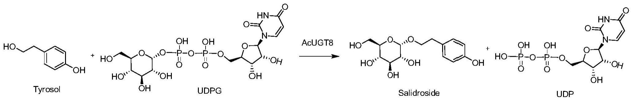 一种糖基转移酶及其在生物催化合成红景天苷中的应用的制作方法