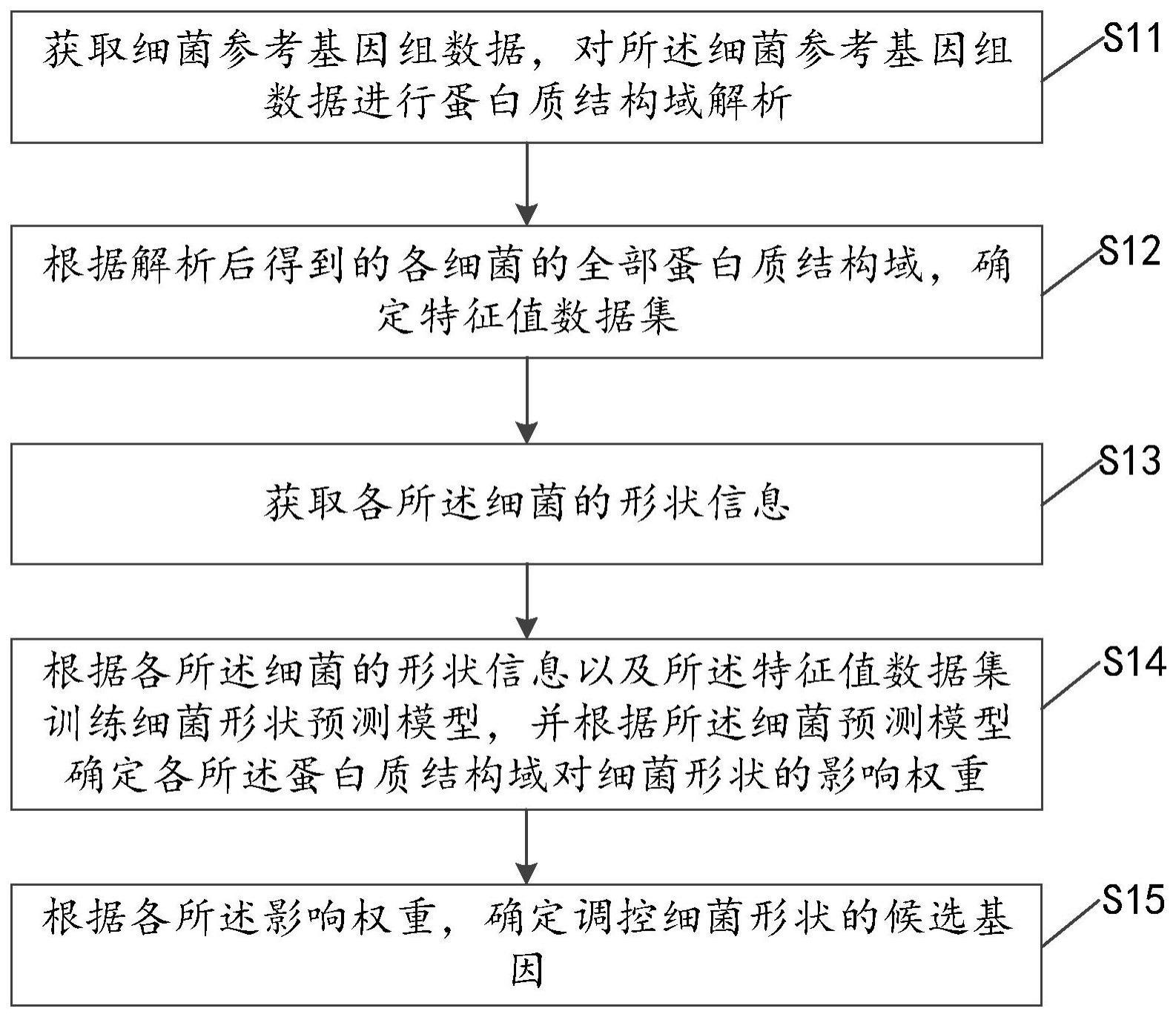 调控细菌形状的候选基因的鉴定方法、装置、设备和介质