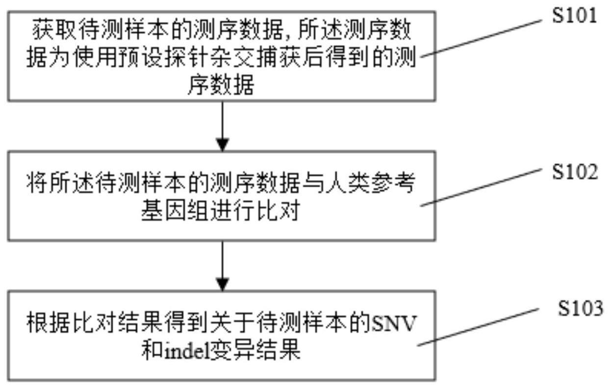 检测DMD基因变异的方法及装置和探针、试剂盒与流程