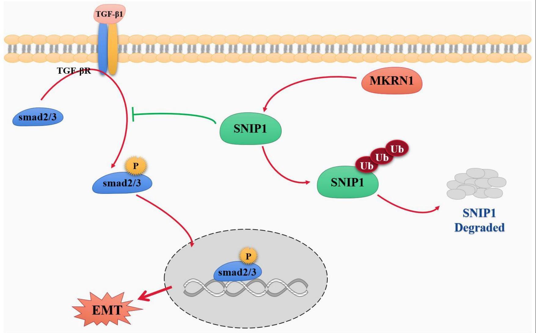 MKRN1、SNIP1在结直肠癌诊断及预后方面的应用
