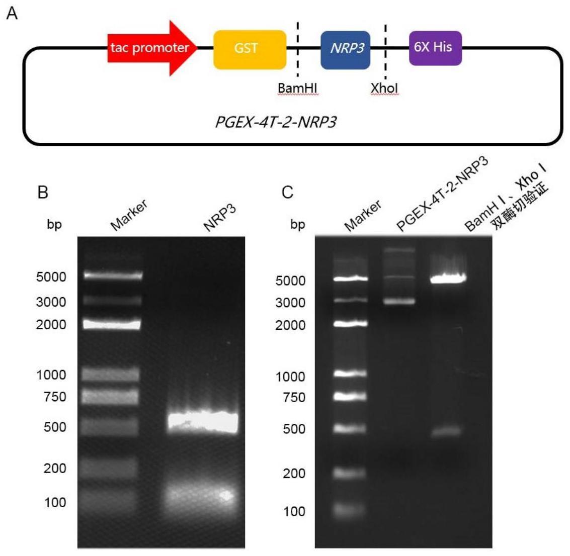 黄刺蛾茧的抗菌蛋白NRP3在制备抗菌剂中的应用