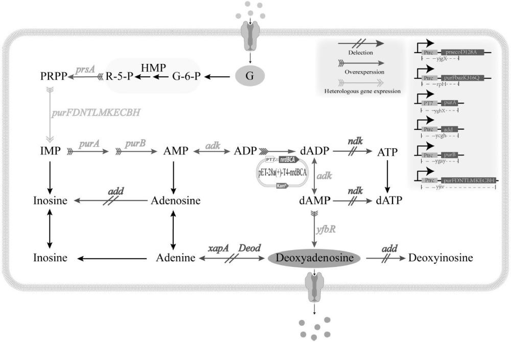 一种生产2’-脱氧腺苷的基因工程菌及其构建方法与应用
