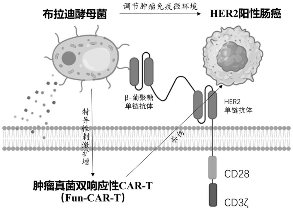 一种通过真菌精准激活的CAR-T细胞、制备方法、应用及药物组合物