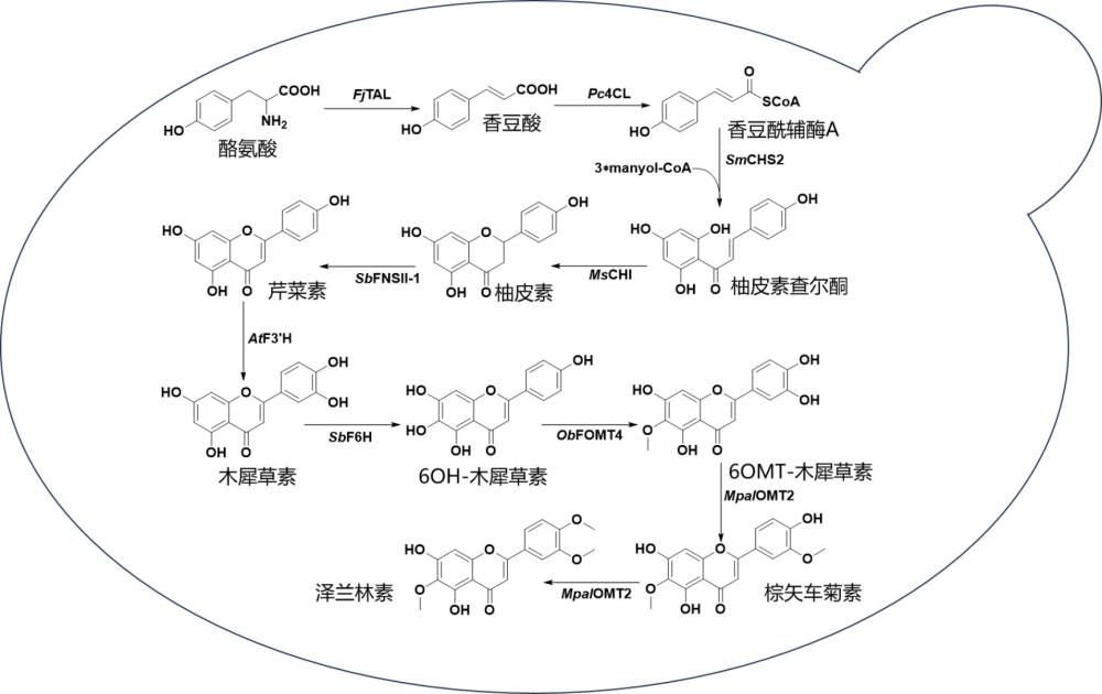 一种同时生产棕矢车菊素、泽兰林素的酿酒酵母工程菌及其构建方法与应用