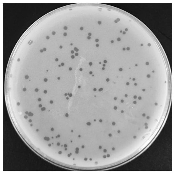金黄色葡萄球菌噬菌体vB_SA_STAP152、噬菌体组合物、分子靶标及应用