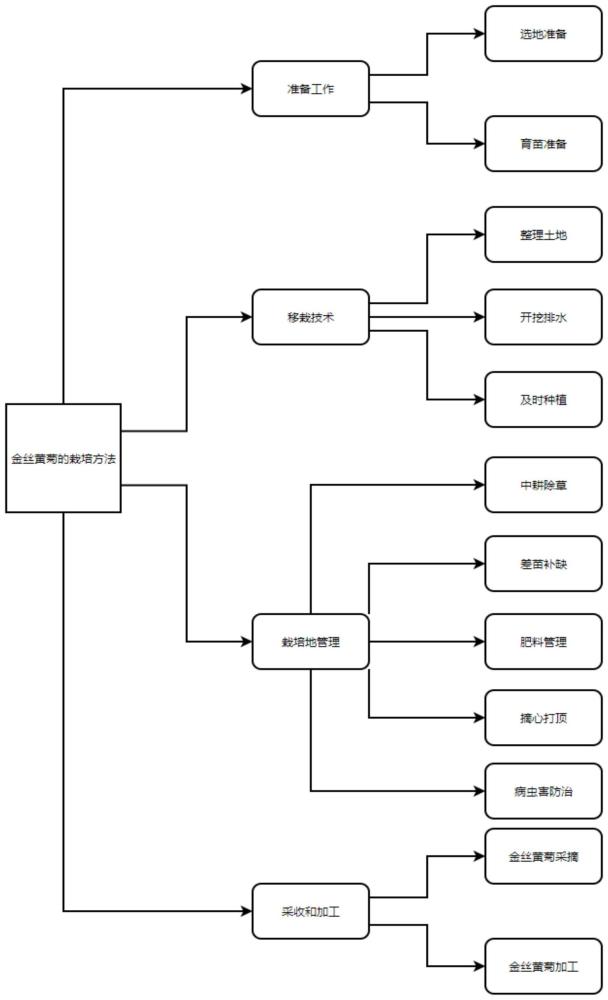 一种金丝皇菊的栽培方法与流程