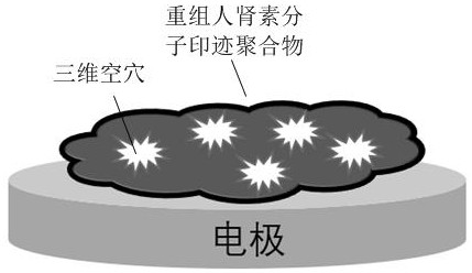 一种基于重组人肾素分子印迹聚合物的电化学生物传感器