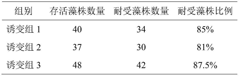 一株突变型莱茵衣藻、复合藻种及其土壤改良剂和应用