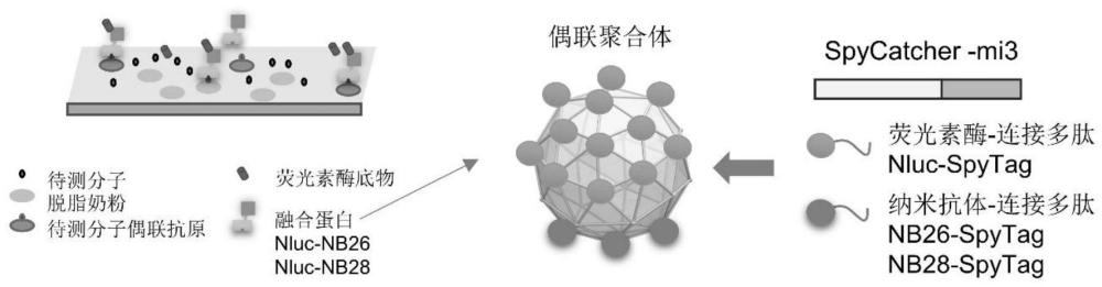 一种基于蛋白质偶联聚合体的生物发光酶联免疫分析方法