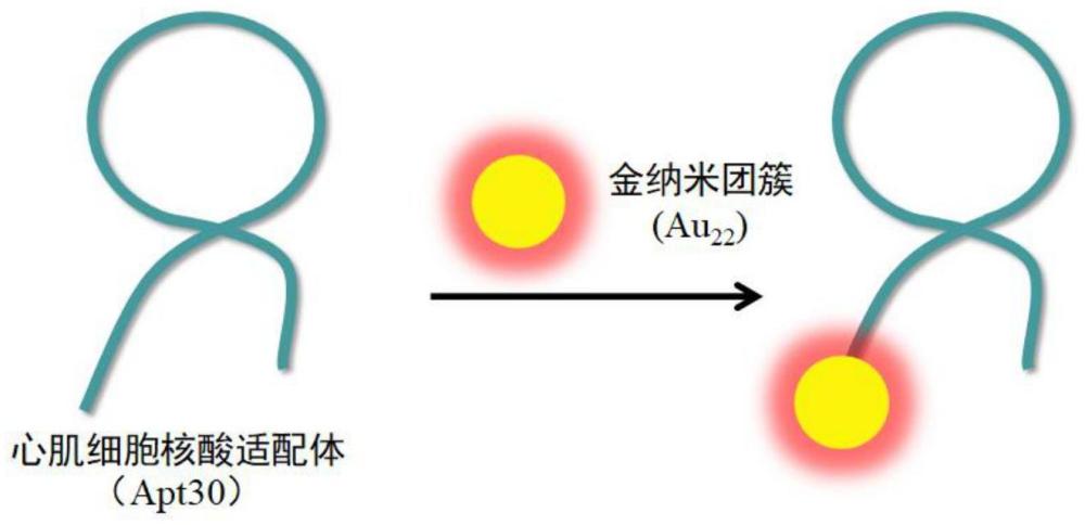 一种可荧光示踪的心肌细胞核酸适配体及其制备方法和应用