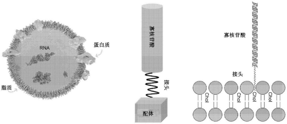 经由优化的接头和锚定部分与生物活性分子连接的细胞外囊泡的制作方法