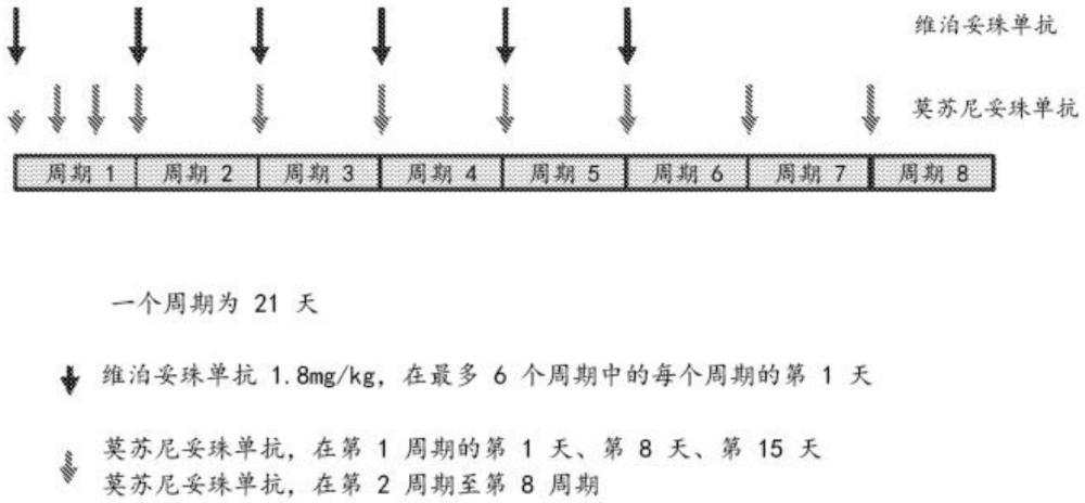 用莫苏尼妥珠单抗和维泊妥珠单抗治疗CD20阳性增殖性疾患的方法与流程