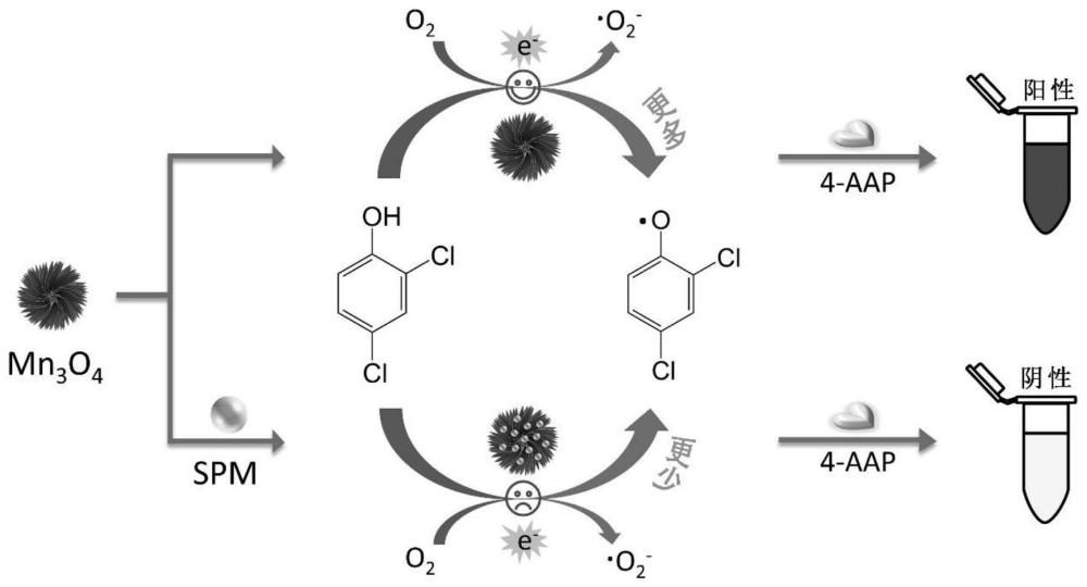 基于花状Mn3O4纳米颗粒模拟漆酶活性的精胺比色快检方法