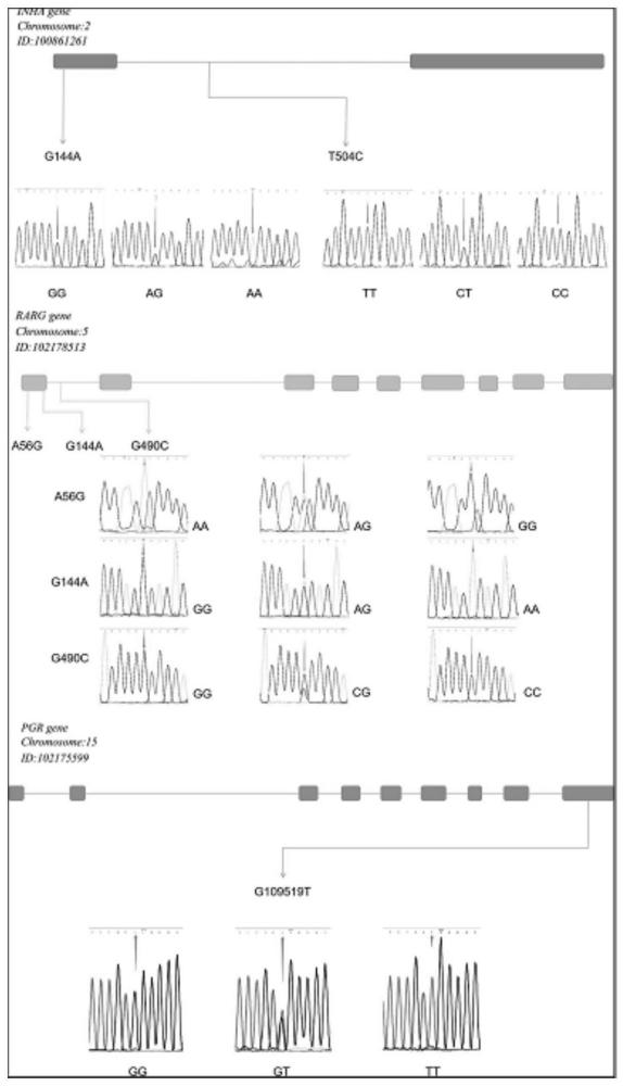 绒山羊高繁基因INHA，RARG和PGR的分型应用