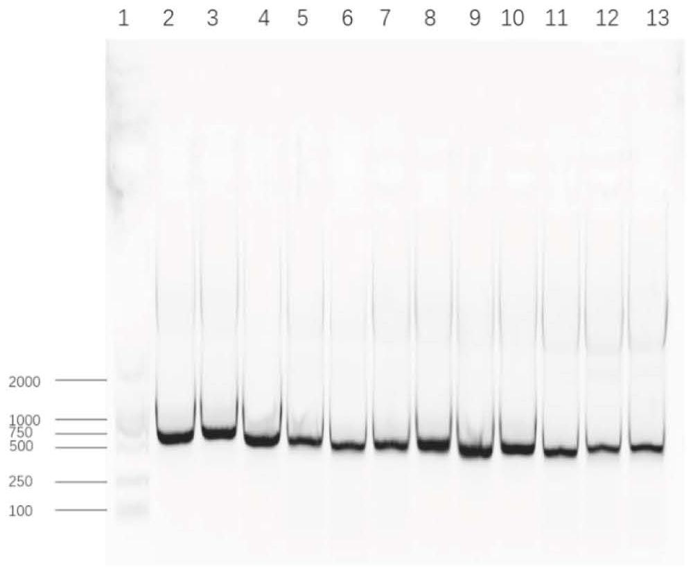 一种NK细胞中表达IL-15的mRNA序列的制作方法