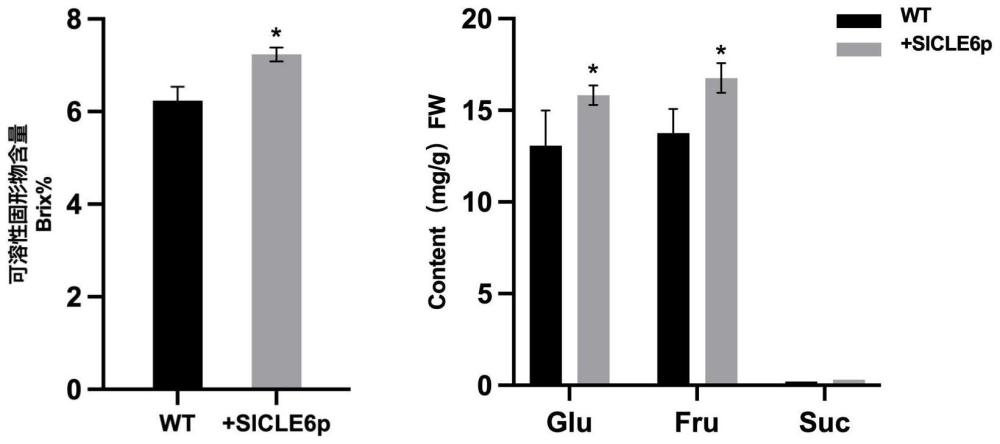 番茄SlCLE6多肽及其编码基因在果实可溶性糖含量调控中的应用
