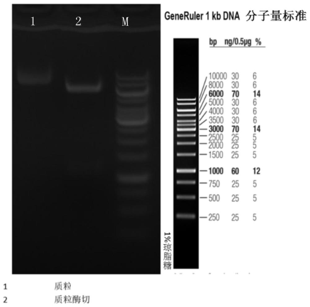 一种pagA重组蛋白及其制备方法与流程