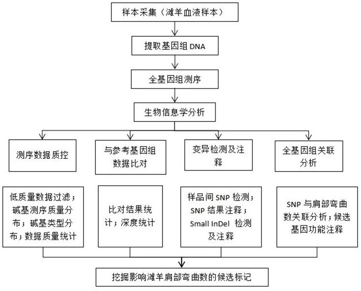 滩羊肩部弯曲数性状相关的SNP分子标记及其筛选方法与应用与流程