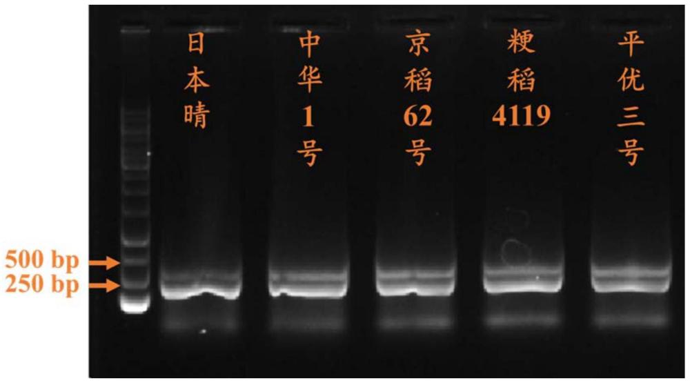 种子关键活跃微生物及其动态变化的原位检测方法