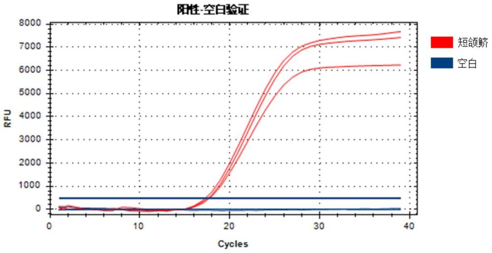 一种基于荧光PCR实时检测短颌鲚的引物、探针及试剂盒