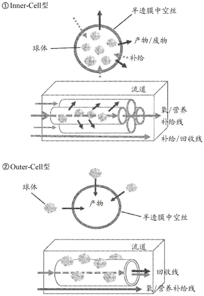 用于制作干细胞的细胞培养辅助剂以及干细胞的制作方法与流程