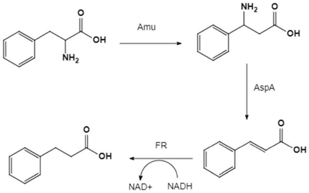 生产苯基丙酸及其衍生物的重组菌、其构建方法和应用与流程