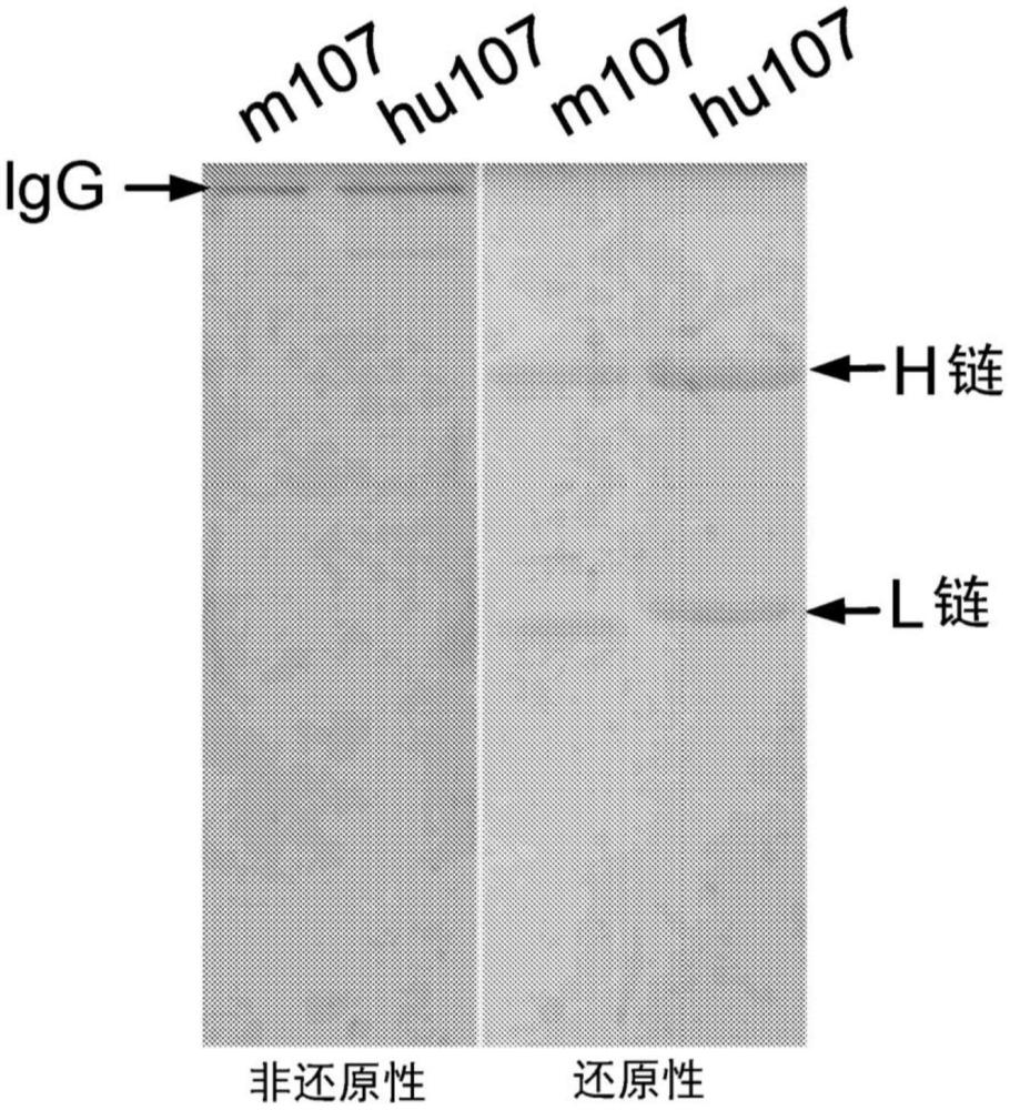 人源化mAb107的制作方法