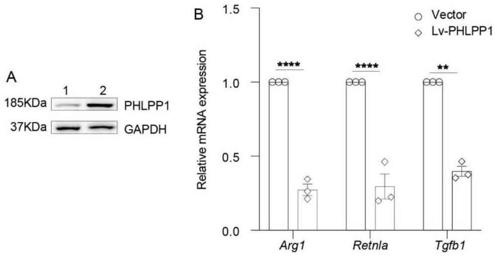 PHLPP1及其相关物质在治疗肺纤维化中的应用