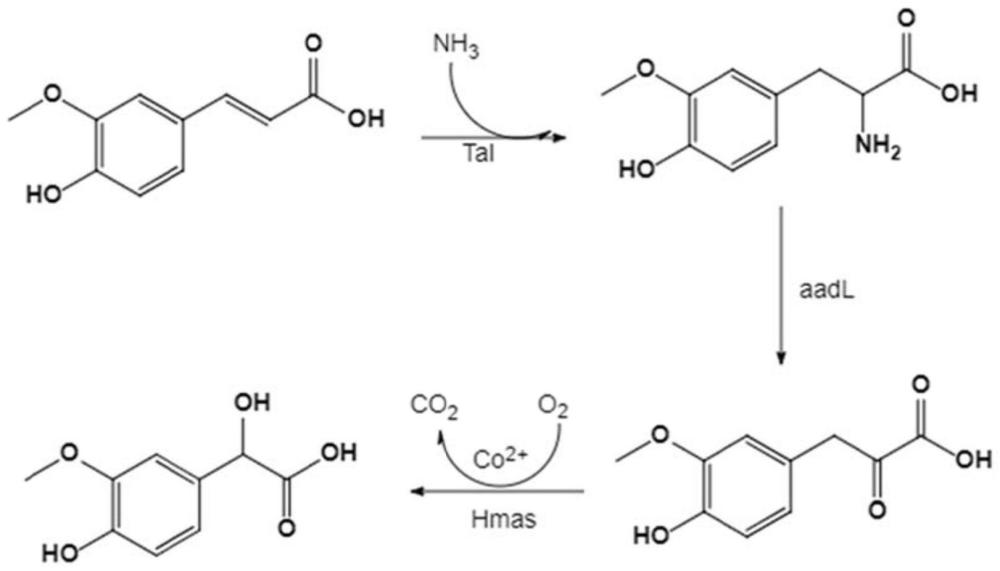 一种重组菌及其在合成4-羟基-3-甲氧基扁桃酸中的应用的制作方法