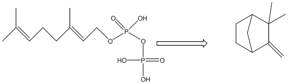 一种催化合成莰烯的基因、生物酶及其在生产莰烯中的应用的制作方法