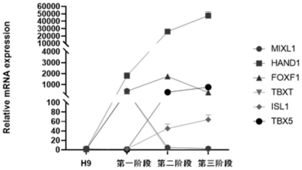 一种利用小分子诱导多能干细胞向心肌细胞分化的方法与流程