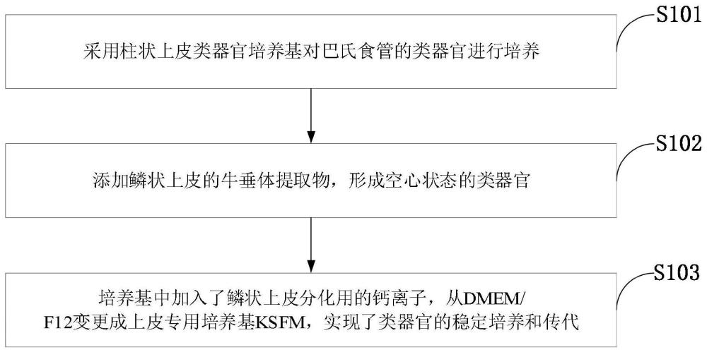 一种高效巴雷特食管-化生型上皮类器官的培养方法