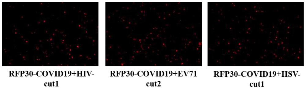 一种红色荧光报告蛋白、质粒及其应用的制作方法