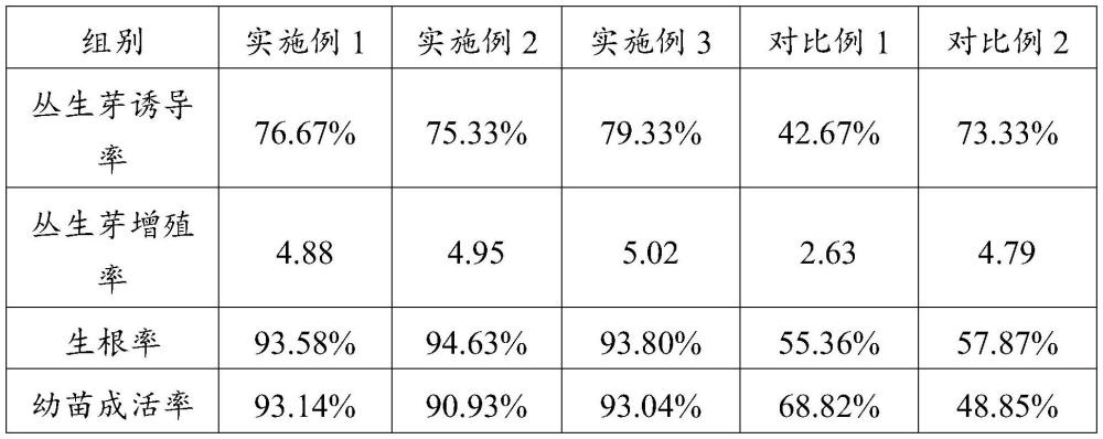 一种珠芽魔芋的培养方法与流程