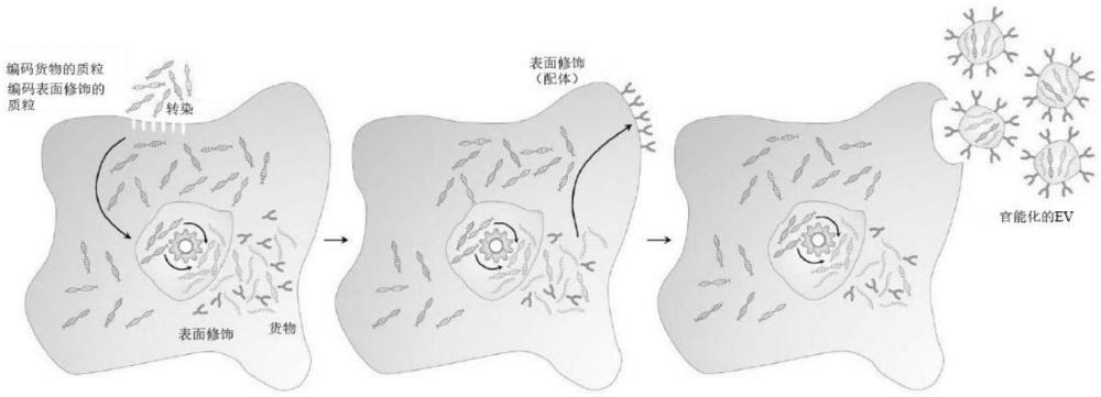 用于靶向肿瘤相关巨噬细胞的纳米载体的制作方法