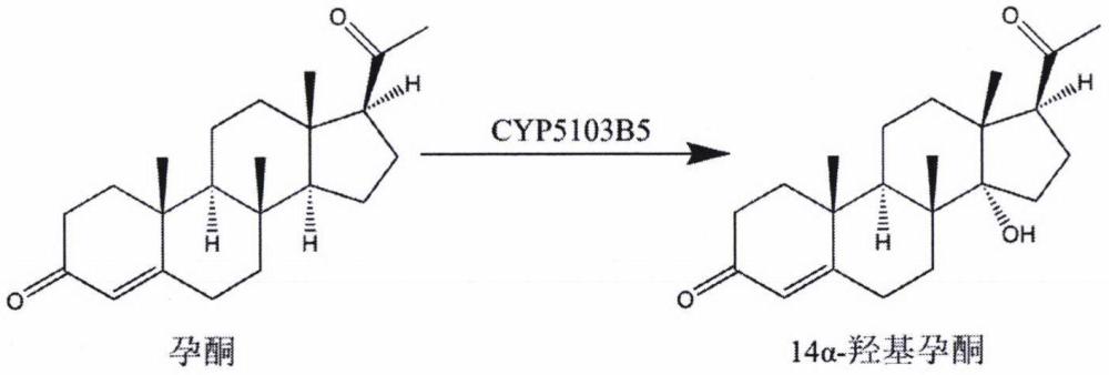 一种高效制备14α-羟基孕酮的重组赭曲霉菌株的构建