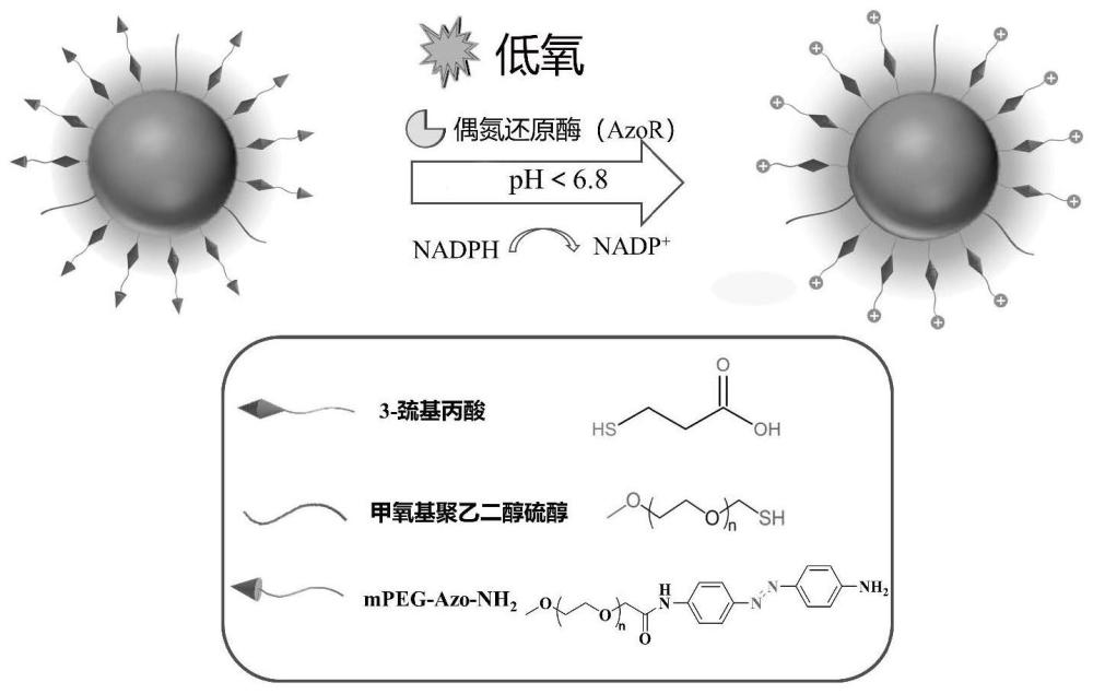 一种低氧响应型金纳米粒子及其制备方法与应用