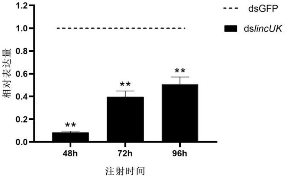 褐飞虱lincUK基因作为靶点在制备防治褐飞虱药物中的应用