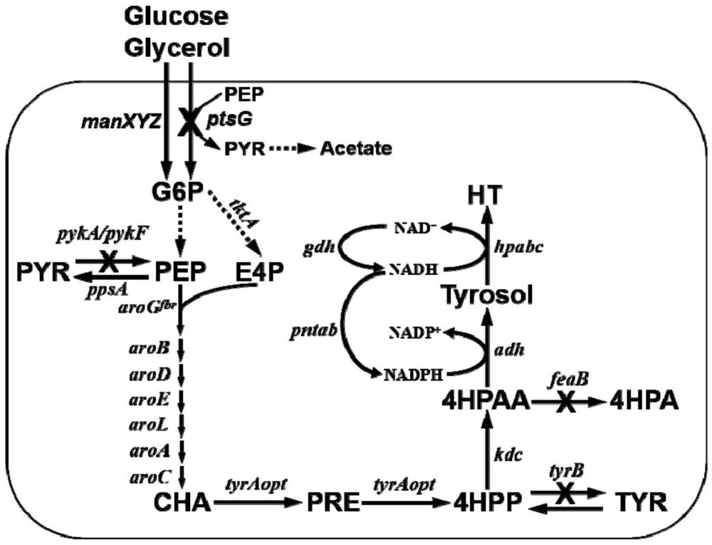 一种高效生物合成羟基酪醇的重组基因工程菌的制作方法
