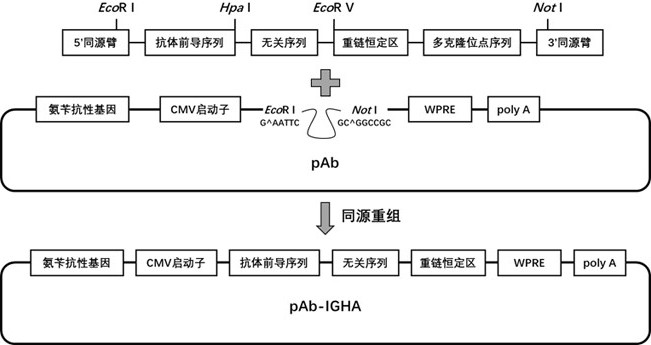 一种人源IgA抗体重链表达质粒及应用