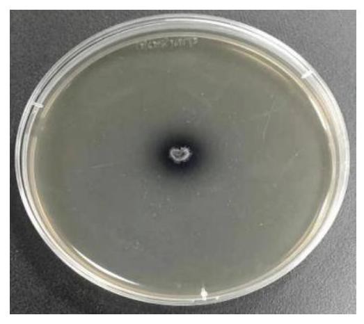 一株鲁戈斯芽孢杆菌A78.1、菌剂、产β-葡萄糖苷酶的方法和应用