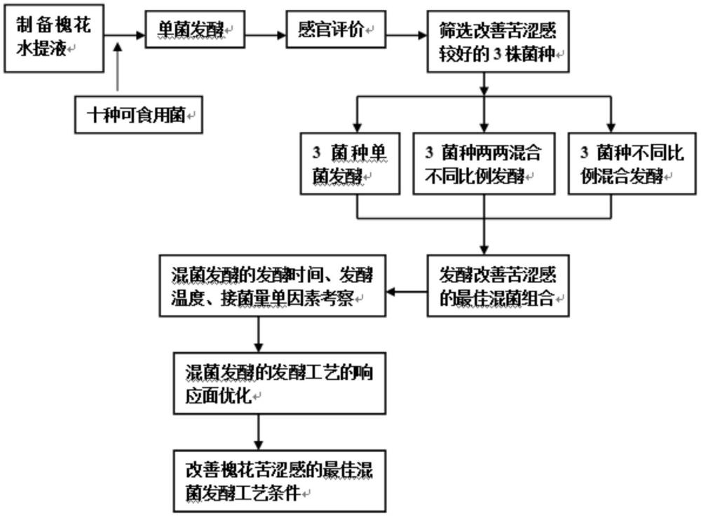 改善槐花水提液苦涩感的微生物筛选方法及发酵工艺