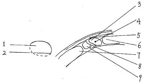 一种喙突与肩袖周围组织撞击的超声图像识别方法与流程
